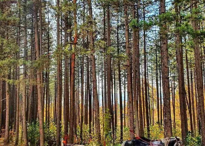 Zova Deluxe Zlatibor